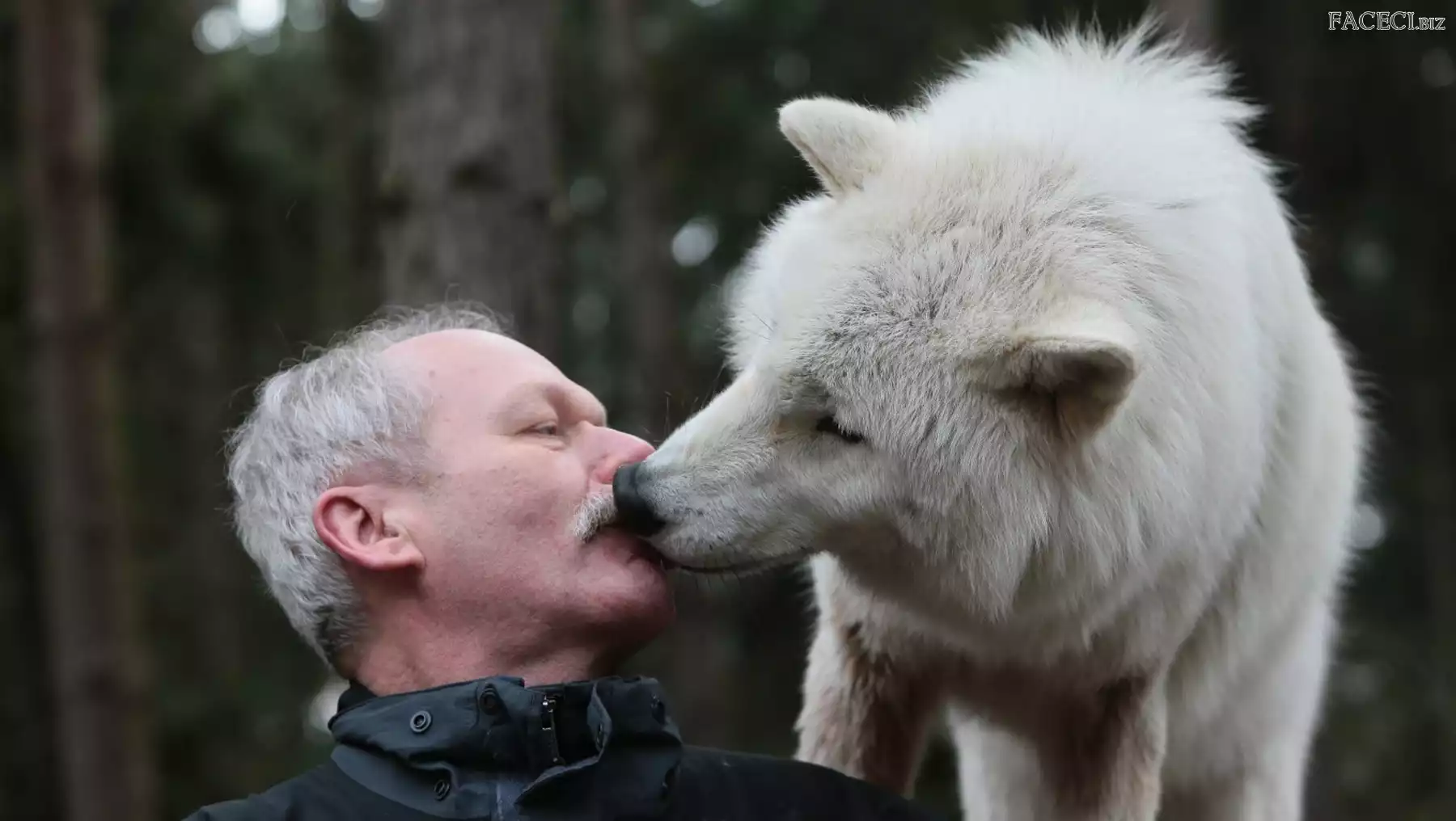 Mężczyzna, Biały, Wilk