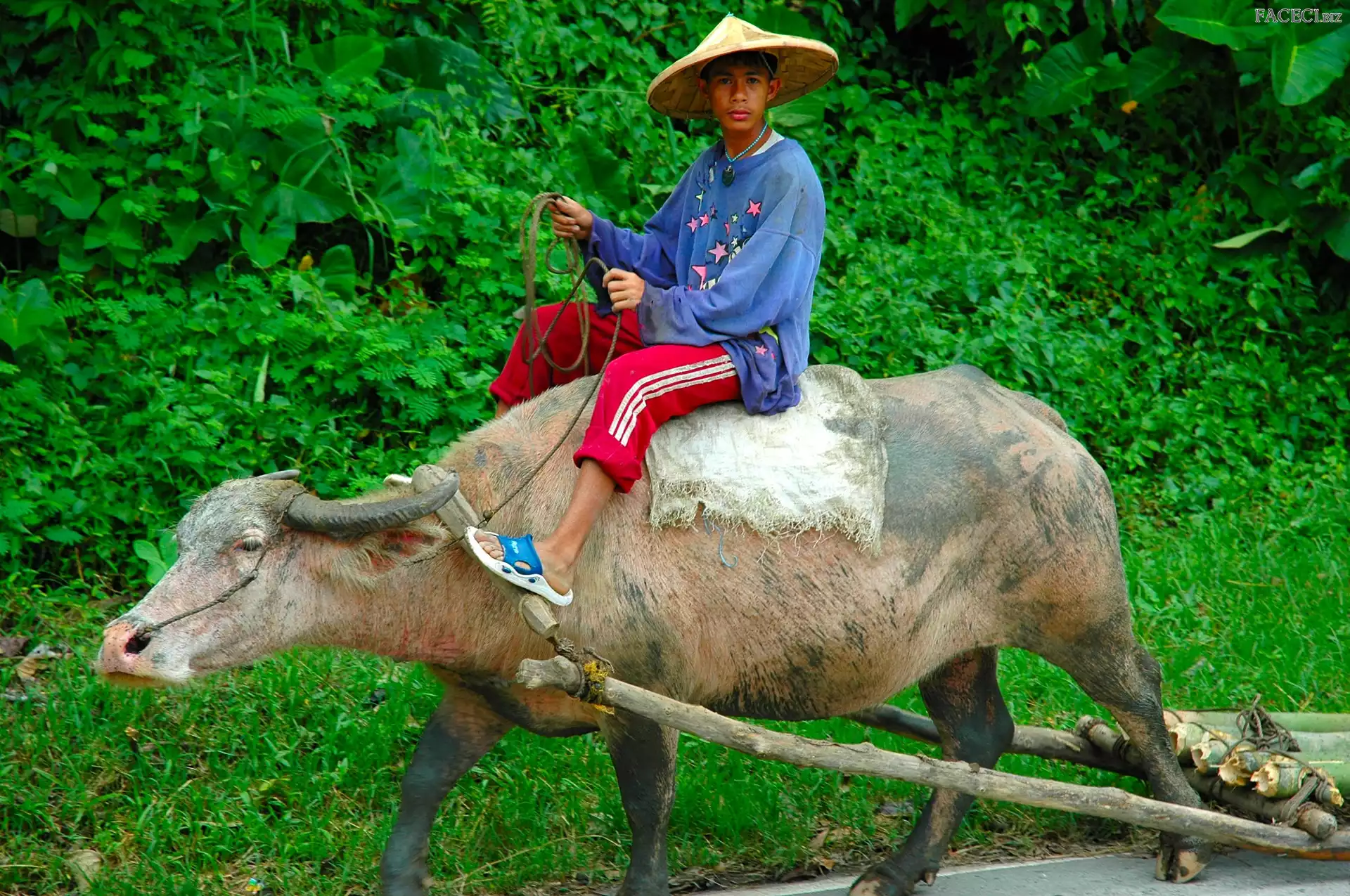 Filipińczyk, Bawół