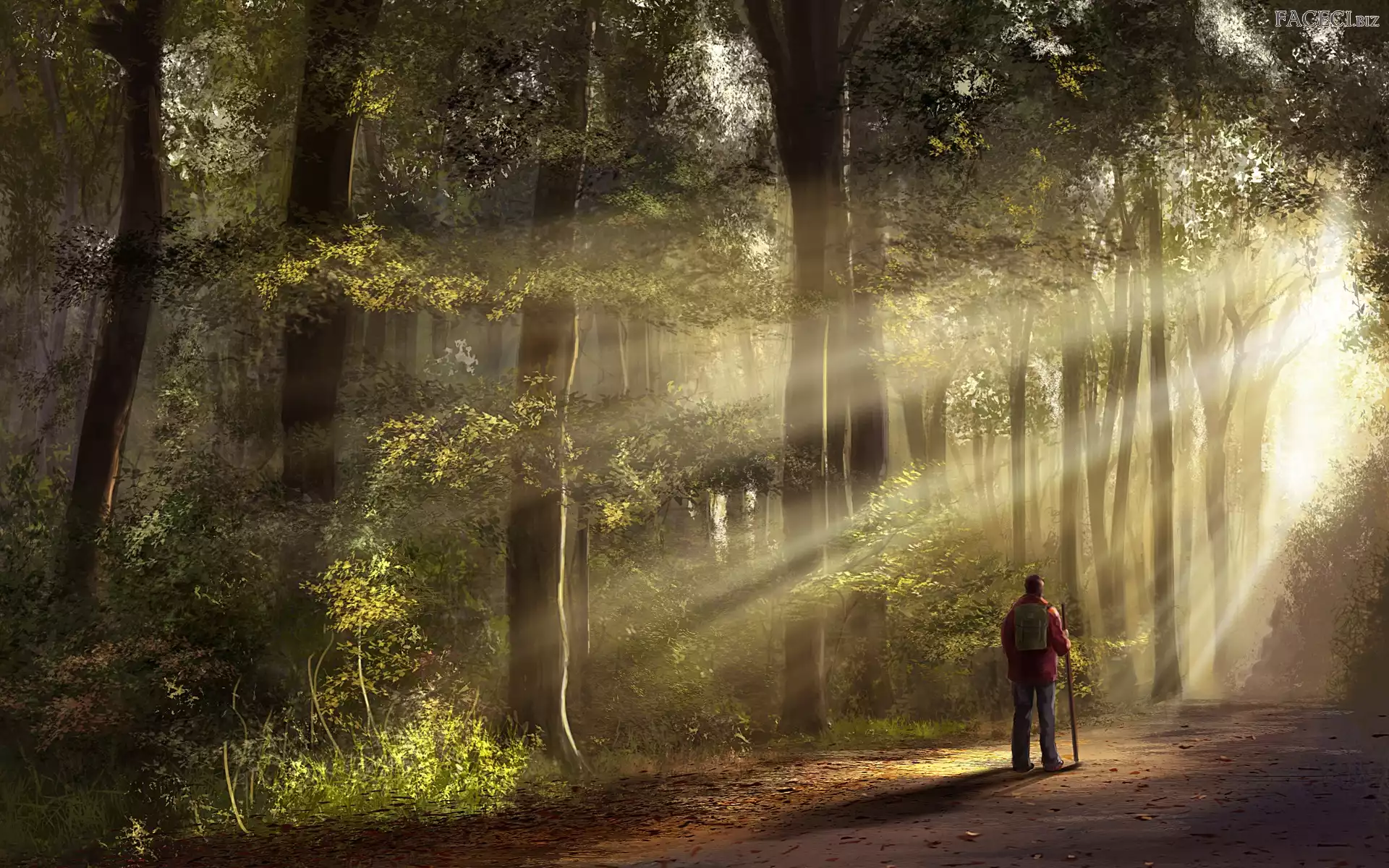 Wędrowiec, Las, Jesień, Słońca, Samotny, Promienie